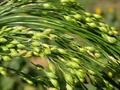 Panicum miliaceum